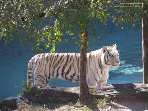whitetigers05-1600.jpg