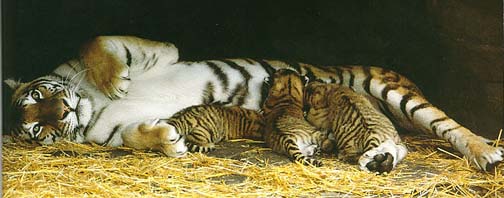 mom-cubs.jpg