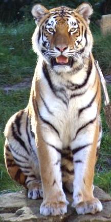 tiger.jpg