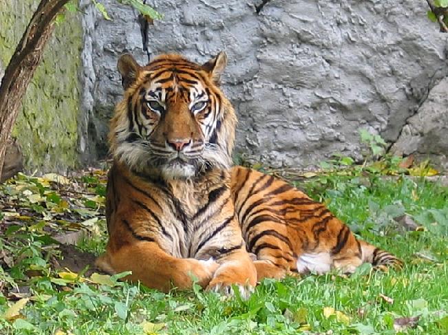 tiger2.jpg