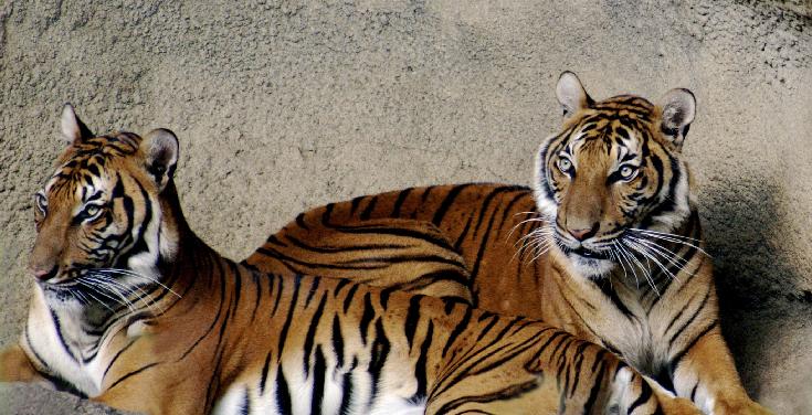 tigers1.jpg